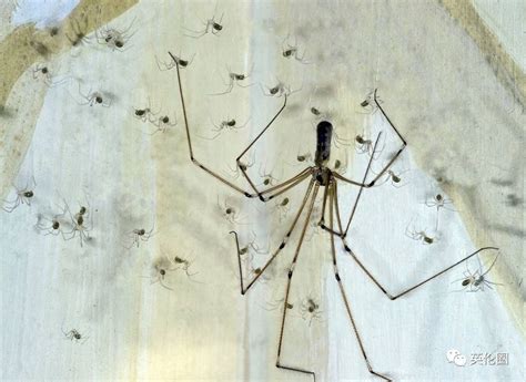 臥室有陽台 家裡為什麼有蜘蛛